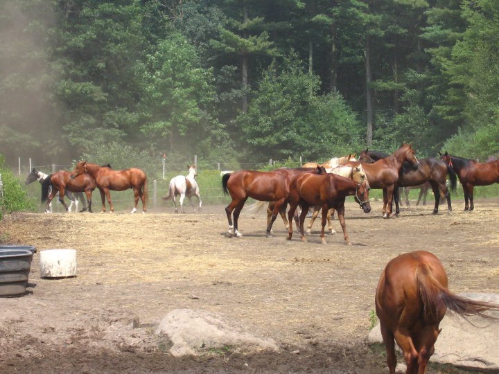 Horseback riding lesson photo 1